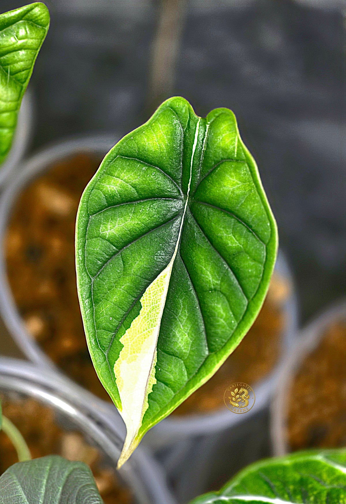 Dracarys: When a Botanical Name Meets a Dragon