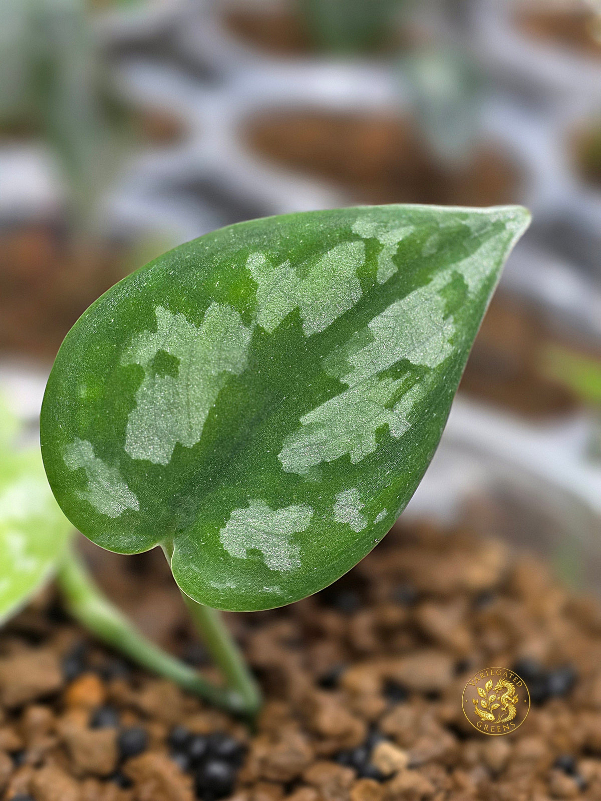 The Scindapsus Files — Episode 1: Who Exactly Is Scindapsus pictus?