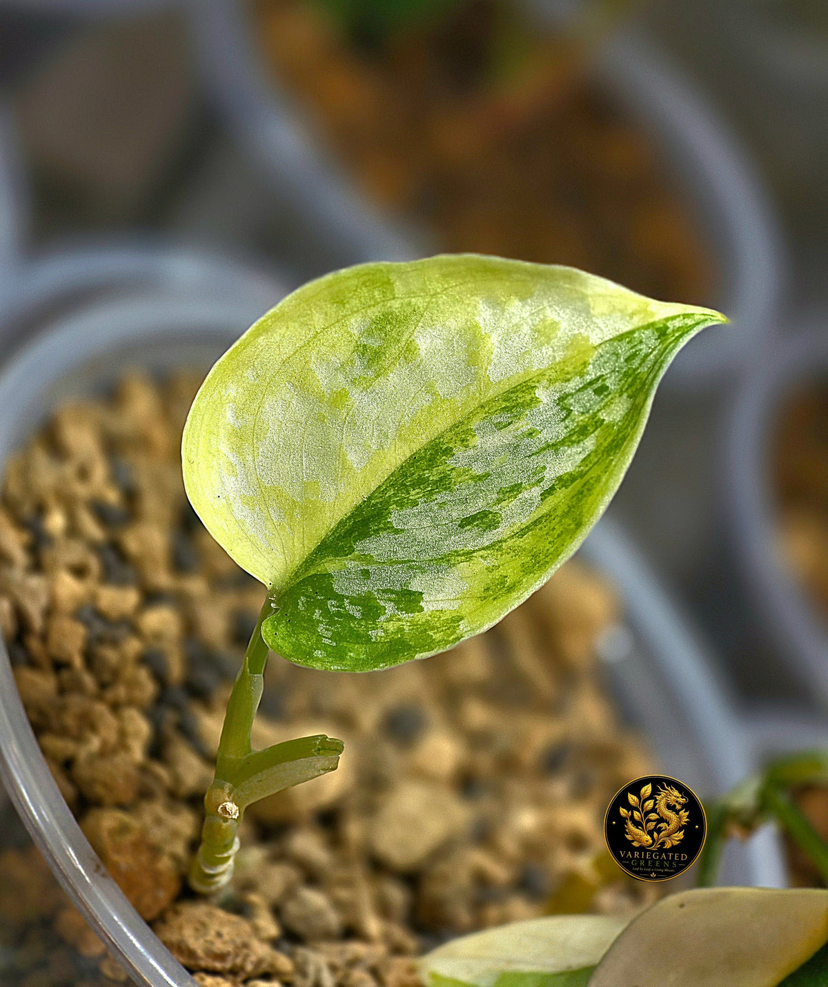 When Colour Changes: What Happens as a Variegated Leaf Hardens?