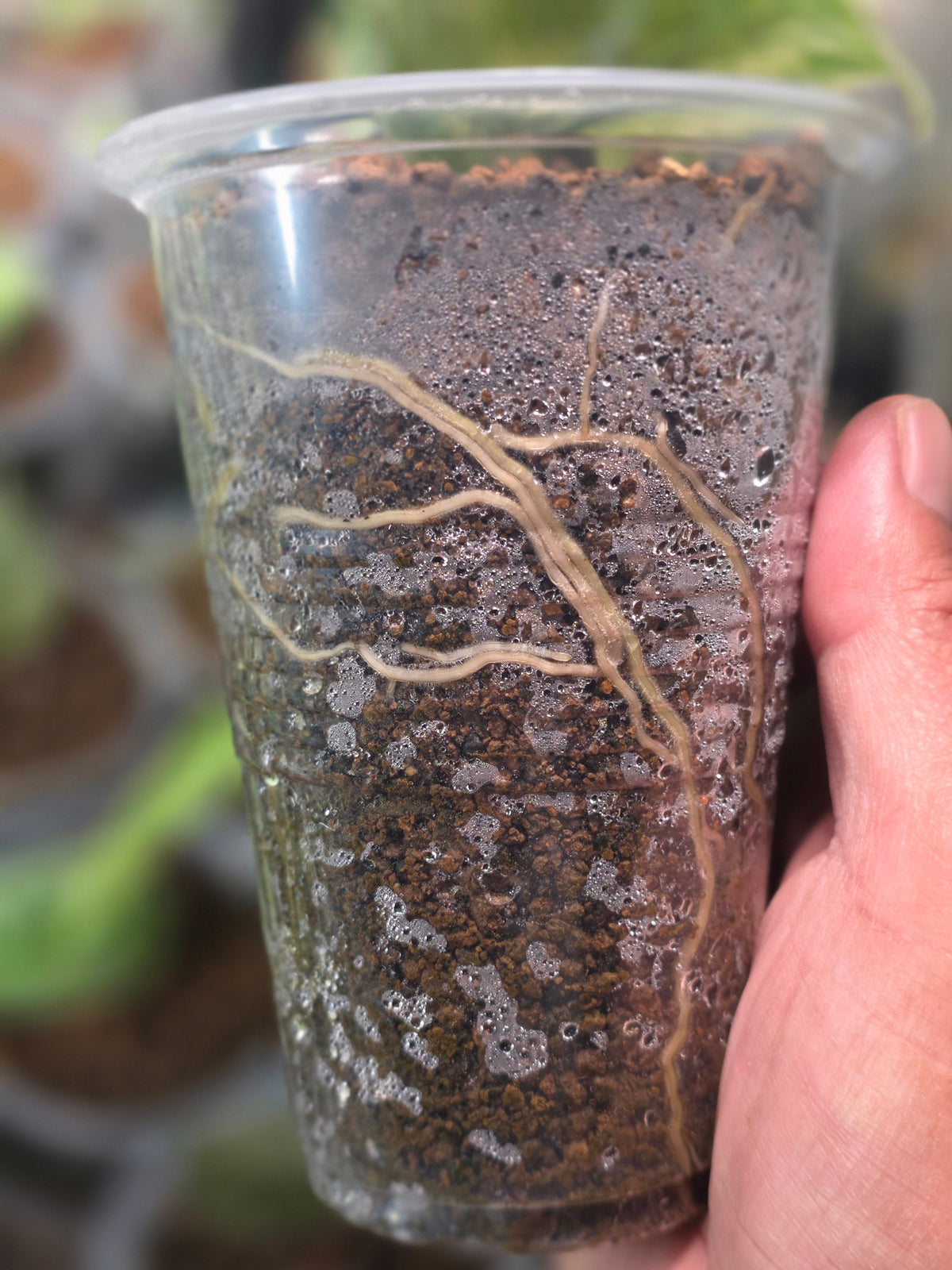 The Invisible Grove — What Really Lives Beneath the Roots?