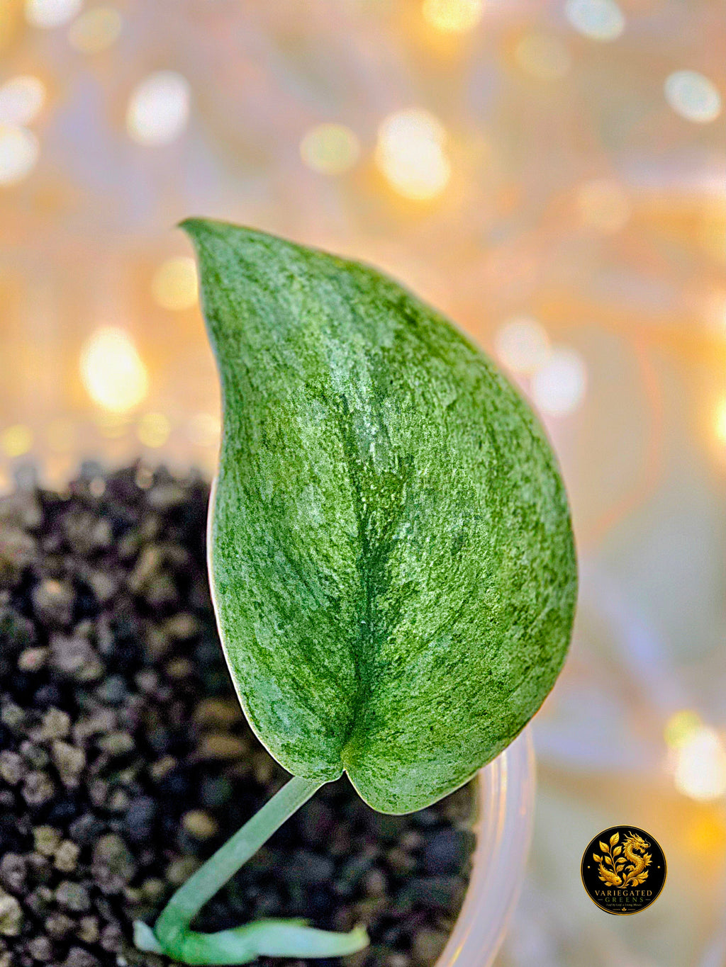 Scindapsus pictus Halimoon - "Silent Current"