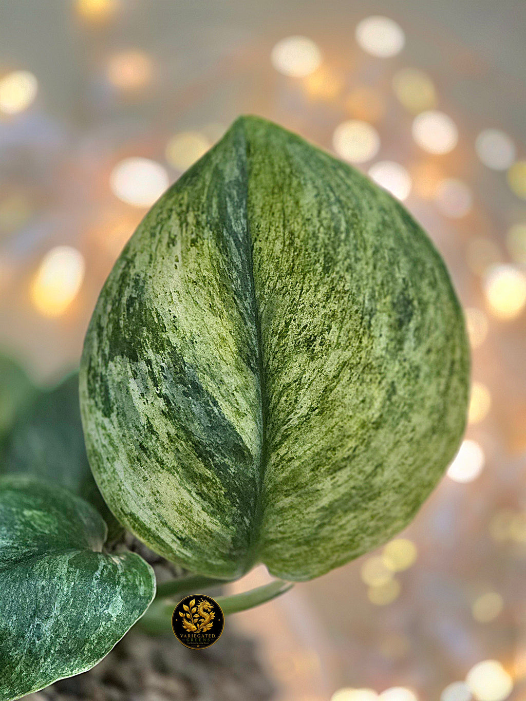 Scindapsus treubii Marble "Mossbound Verdue"