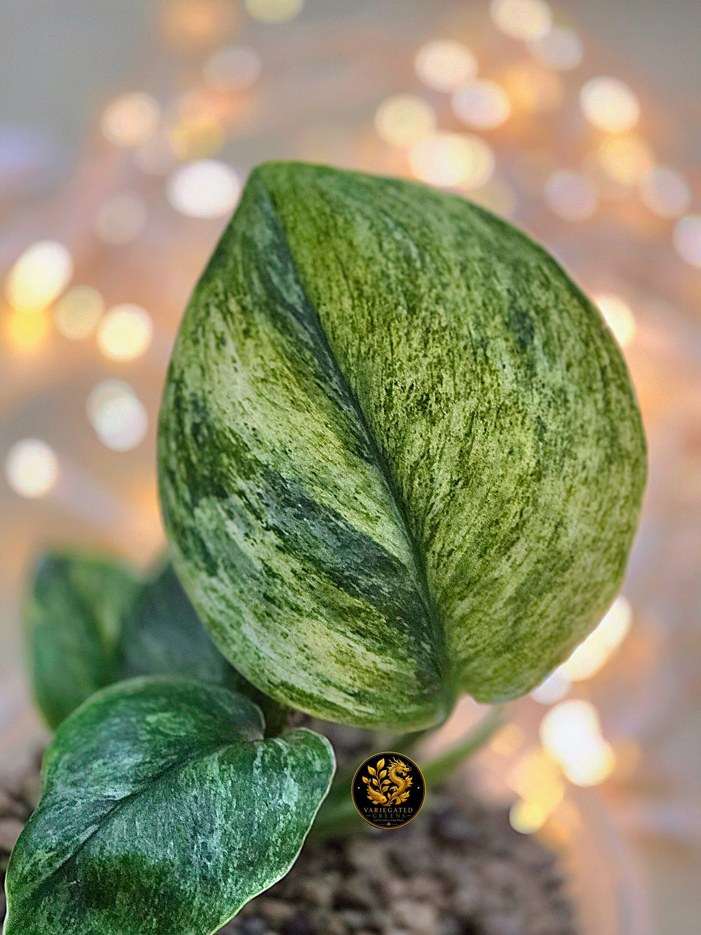 Scindapsus treubii Marble "Mossbound Verdue"