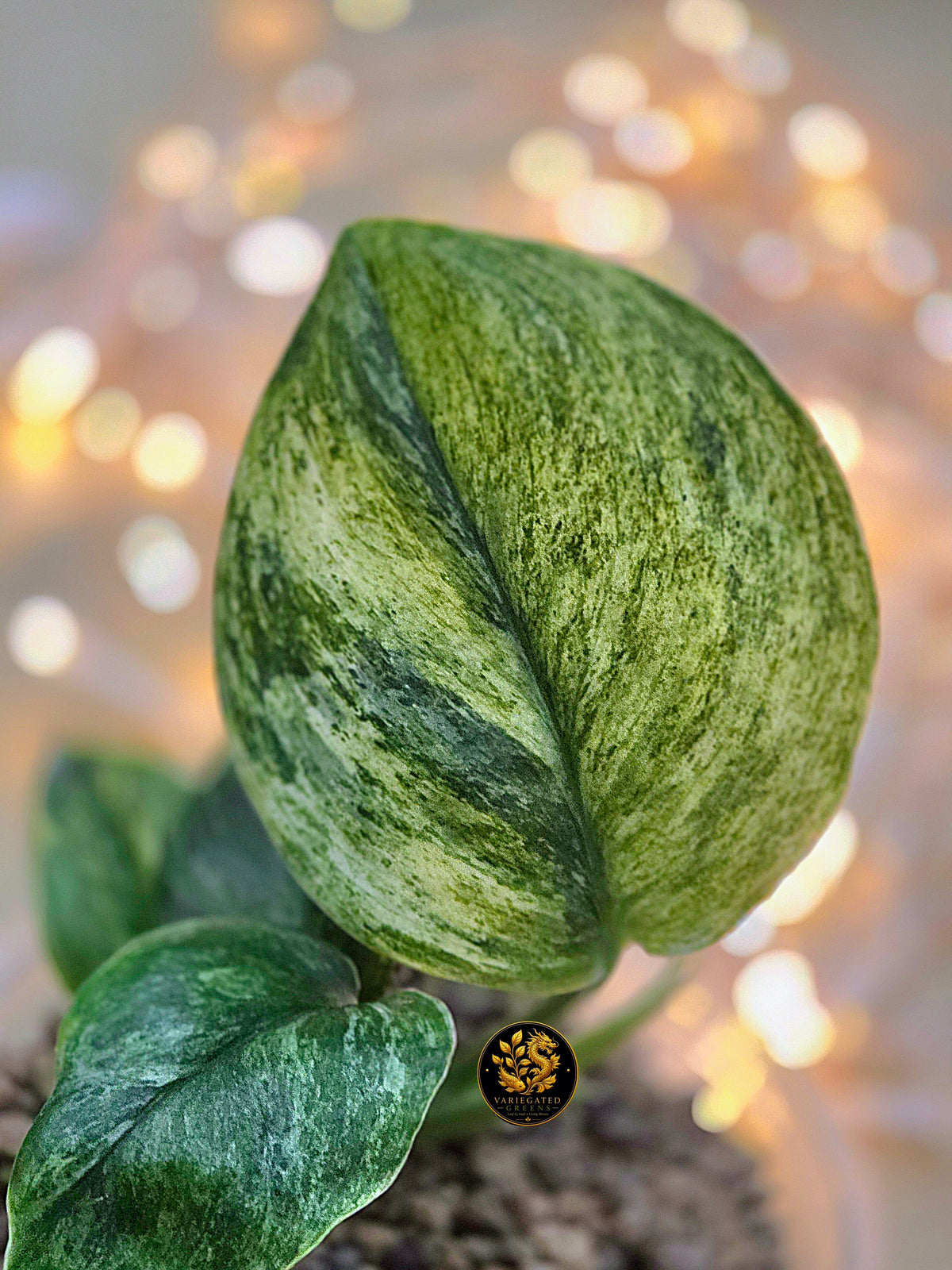 Scindapsus treubii Marble "Mossbound Verdue"
