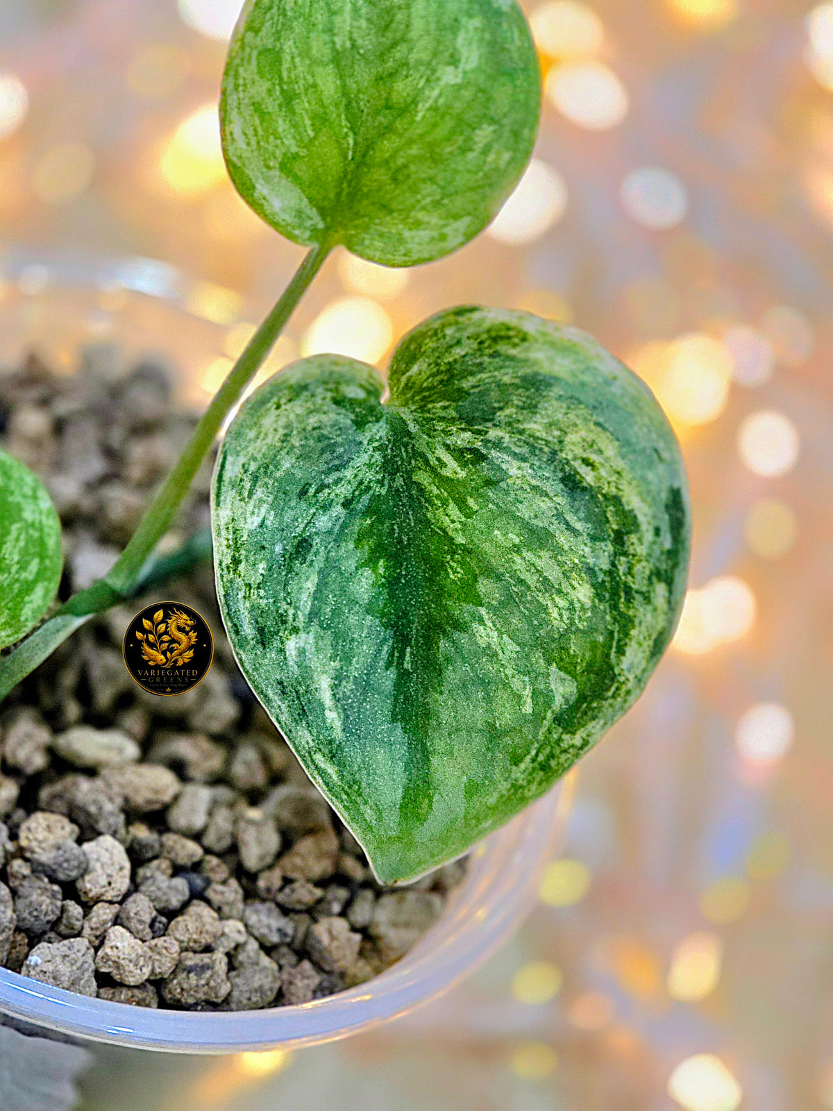 Scindapsus Silver Knight "Malachite Brocade"