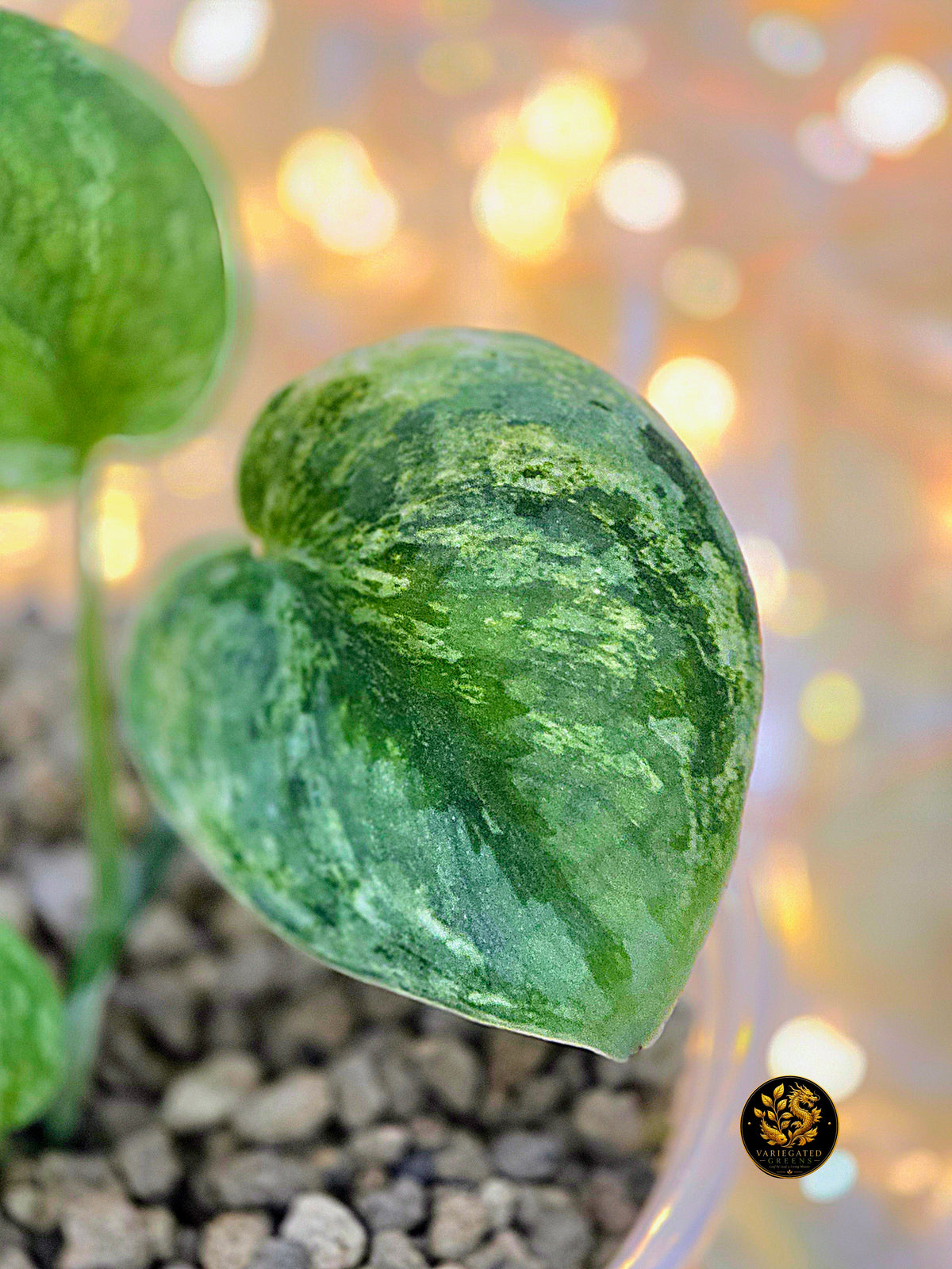 Scindapsus Silver Knight "Malachite Brocade"