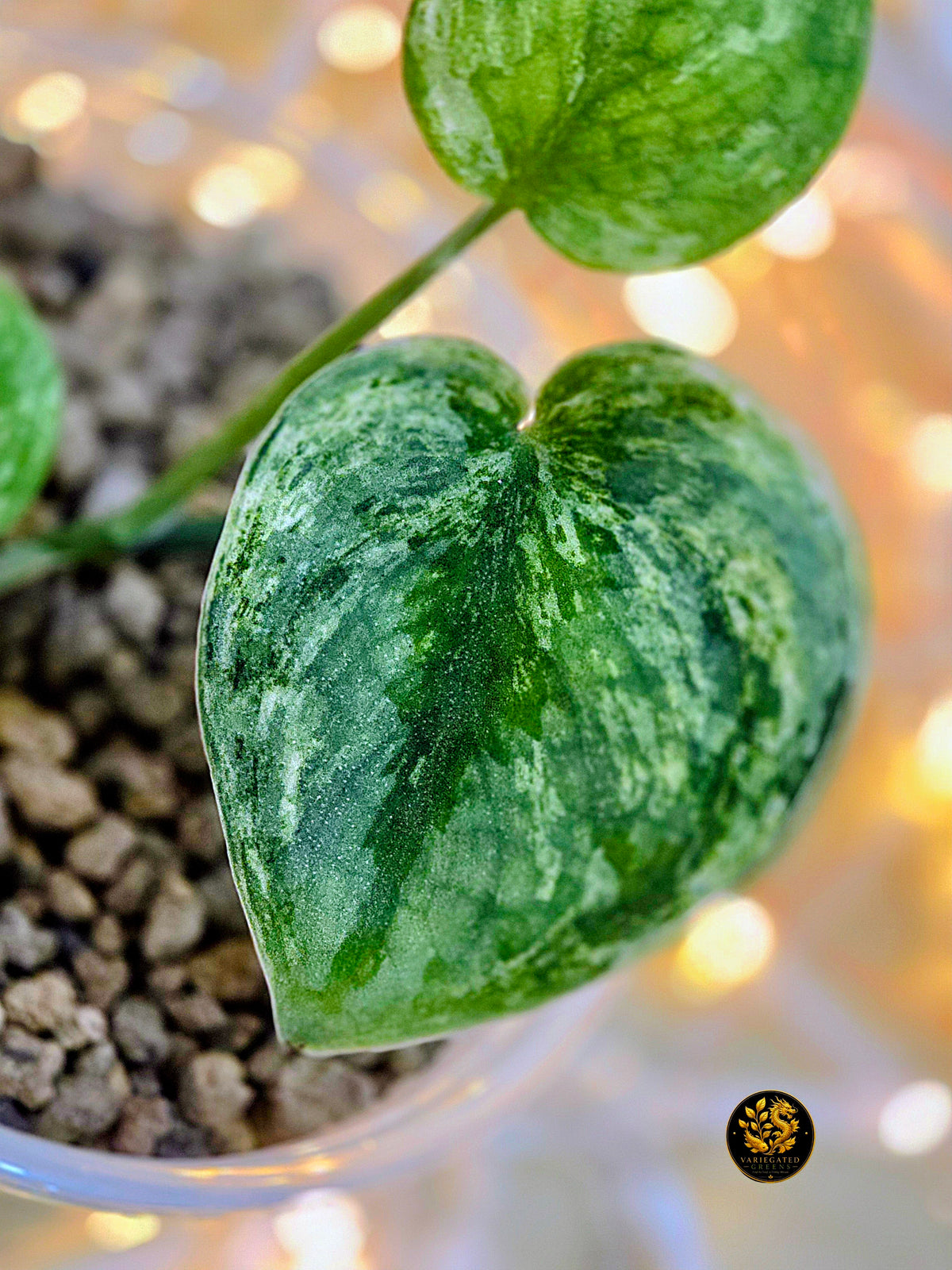 Scindapsus Silver Knight "Malachite Brocade"