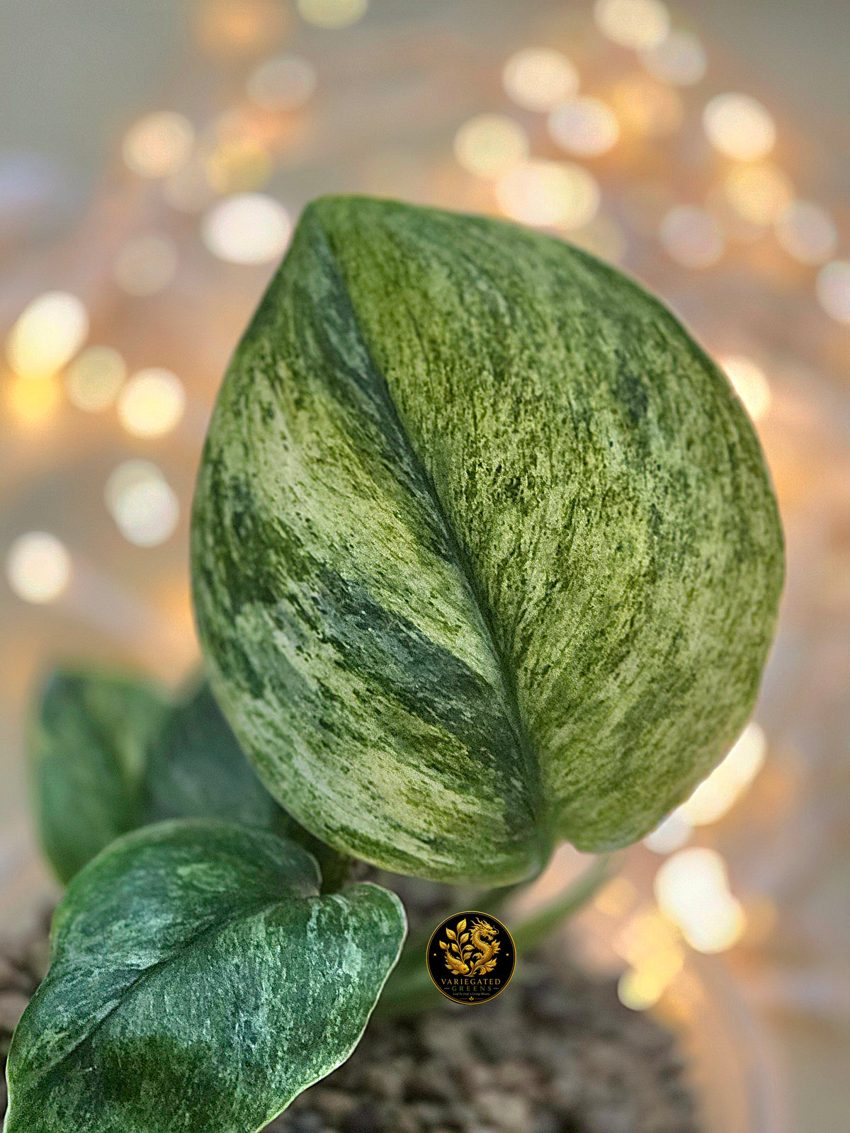Scindapsus treubii Marble "Mossbound Verdue"