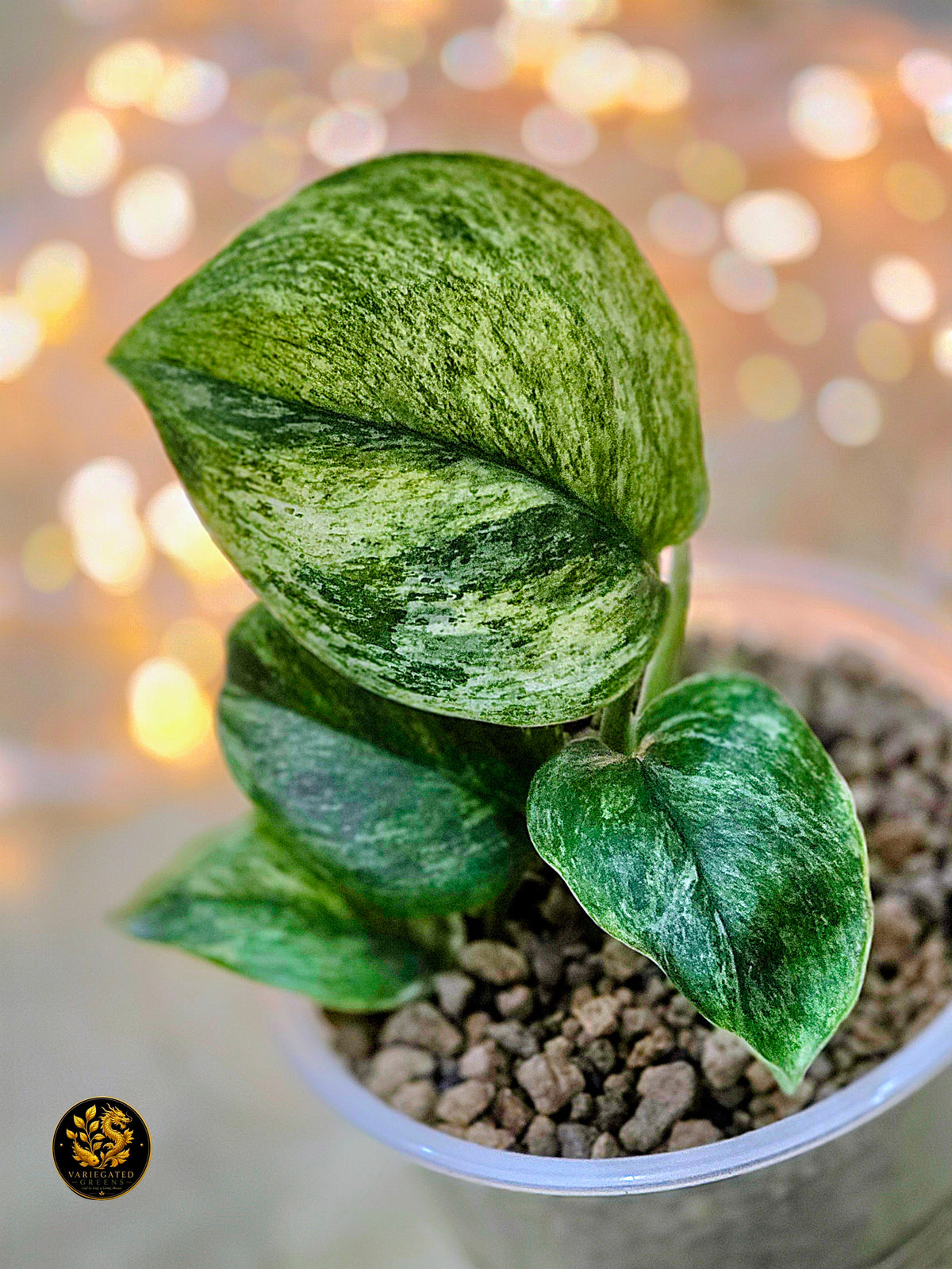 Scindapsus treubii Marble "Mossbound Verdue"