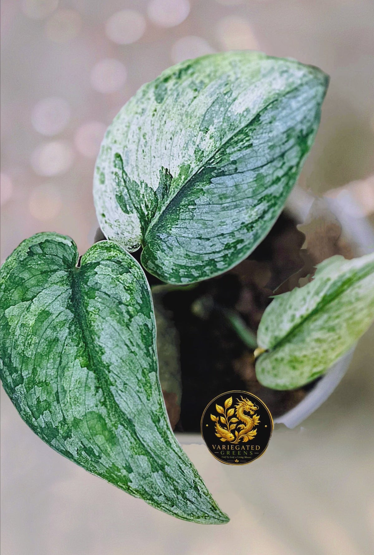 Scindapsus pictus Halimoon - "Intricate Mosaic"