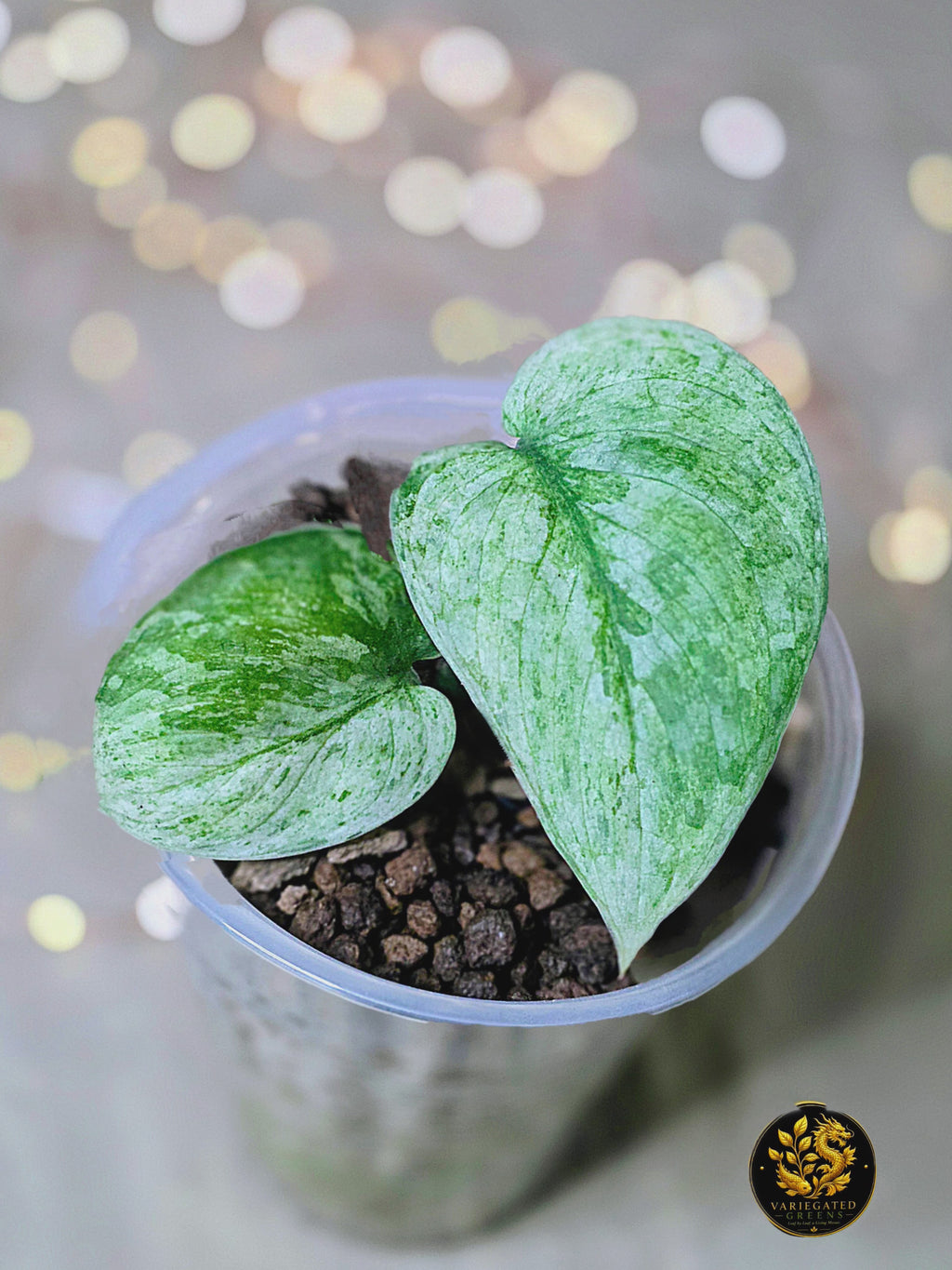 Scindapsus pictus Halimoon - "Silver Sonata"