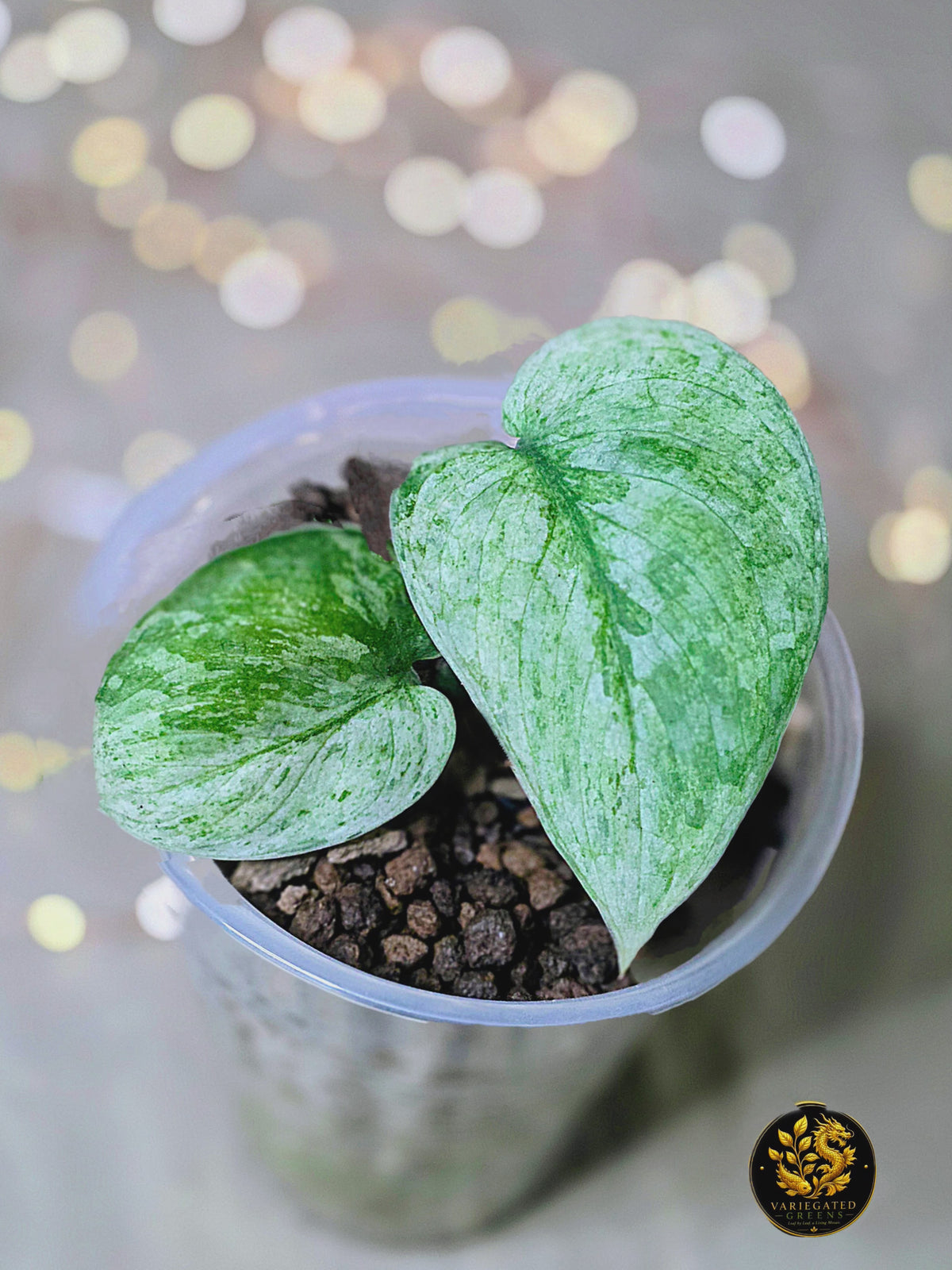 Scindapsus pictus Halimoon - "Silver Sonata"