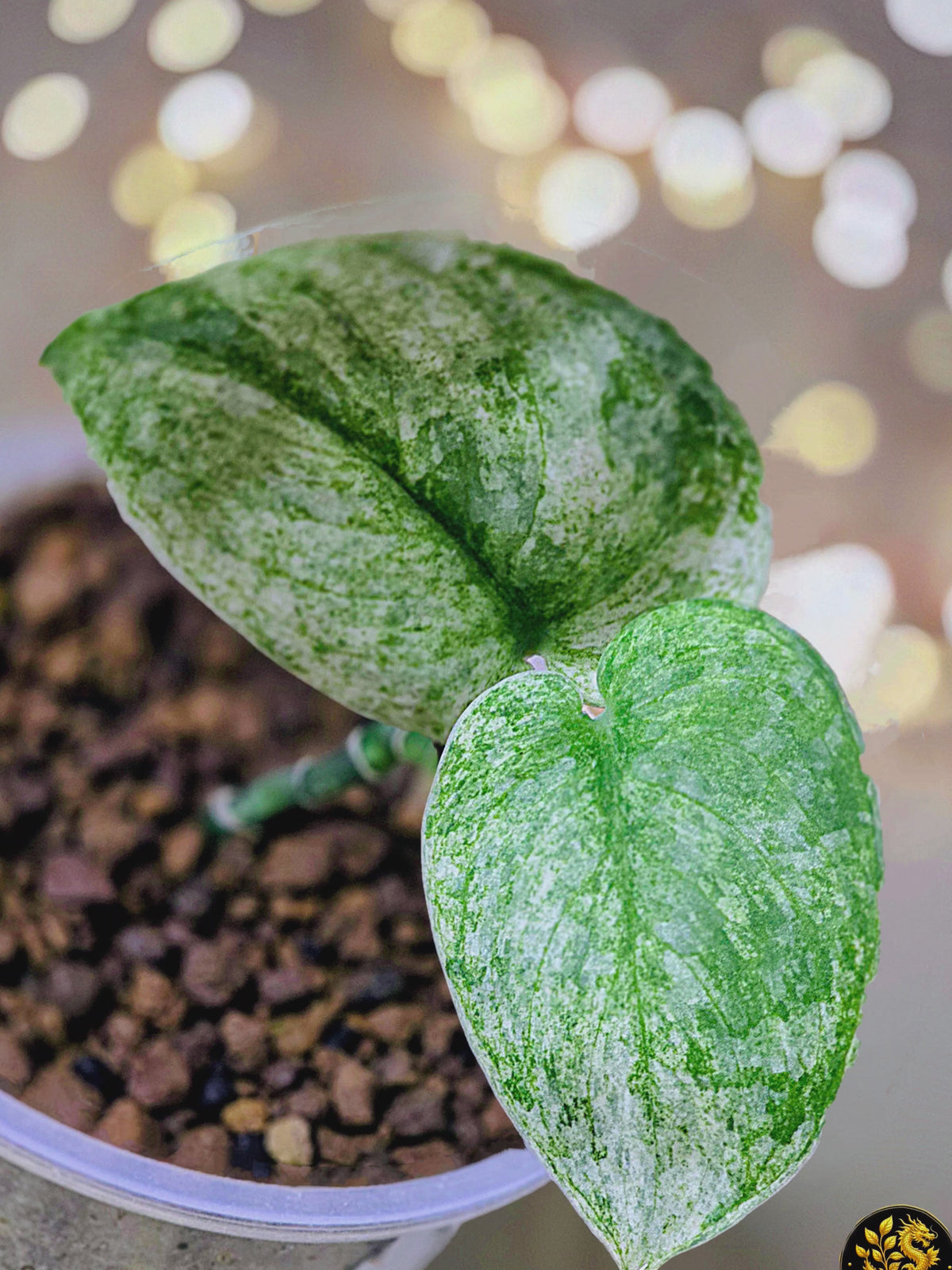 Scindapsus pictus Halimoon - "Reflective Tide"
