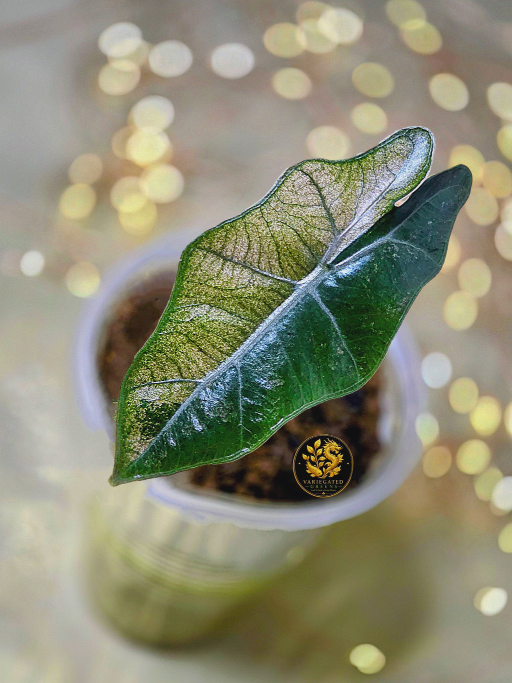 Alocasia pseudosanderiana “Rosewood Divide”