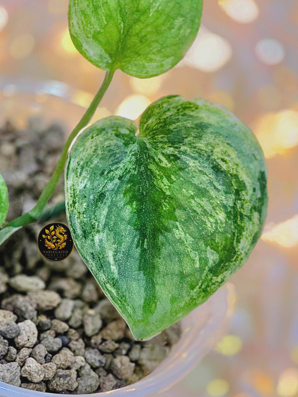 Scindapsus Silver Knight "Malachite Brocade"