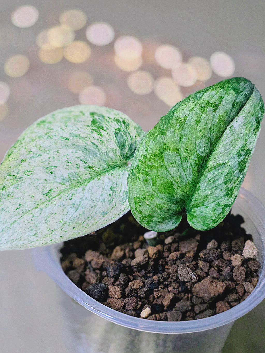 Scindapsus pictus Halimoon - "Unfolding Silver"