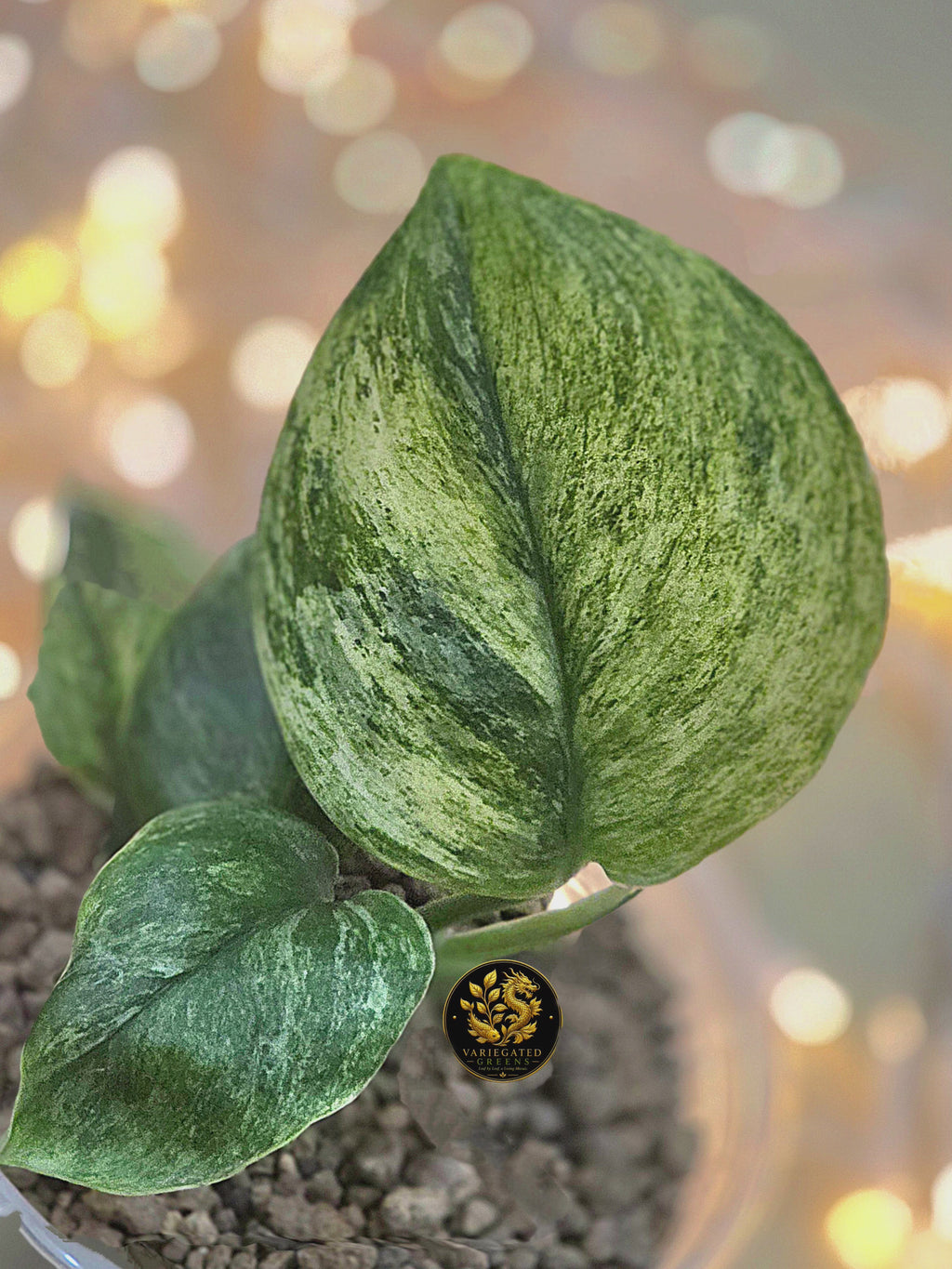 Scindapsus treubii Marble "Mossbound Verdue"