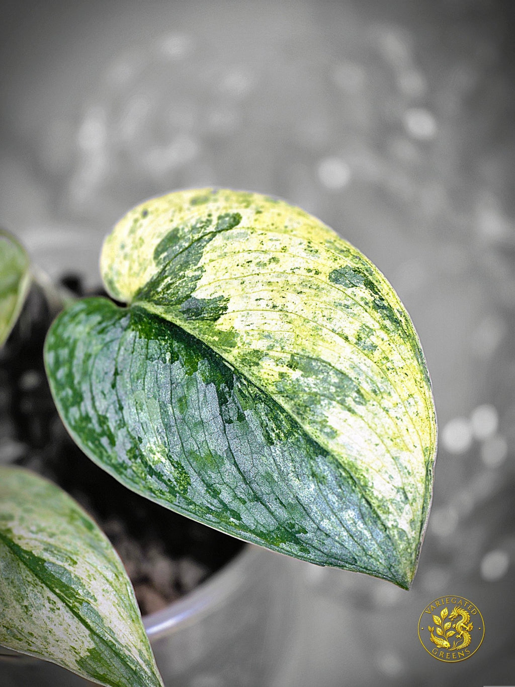 Scindapsus pictus Halimoon - "Intricate Mosaic"