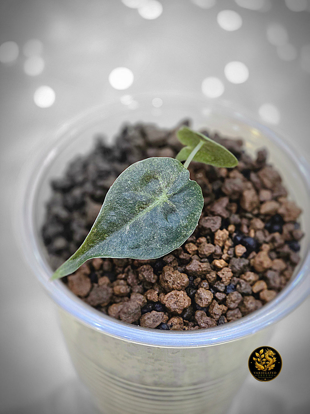 Alocasia Golden Bone - "Gilded Undertone"