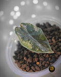 Alocasia pseudosanderiana - "Rose Prism"