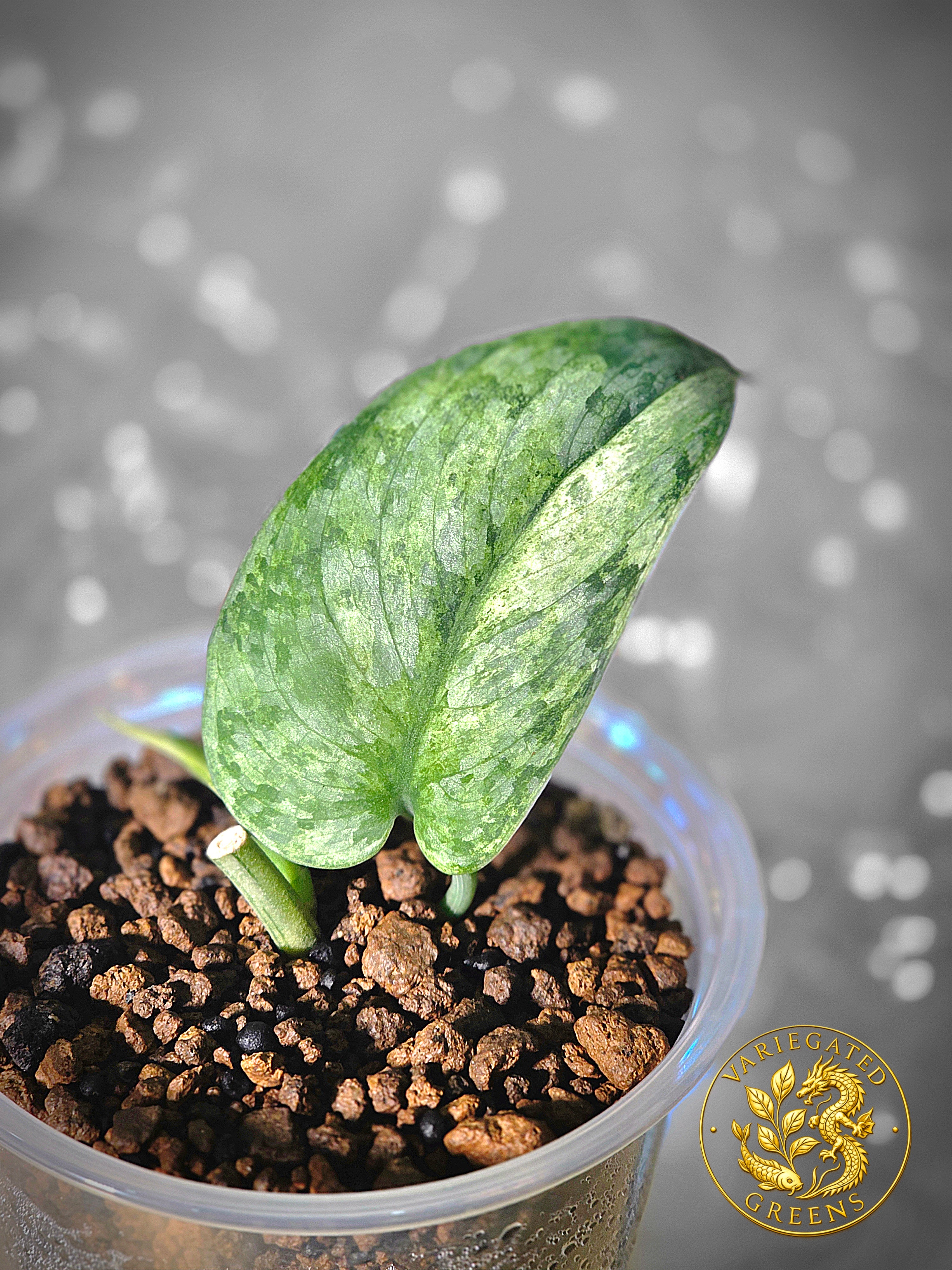 Scindapsus pictus Halimoon — “Unfolding Silver”