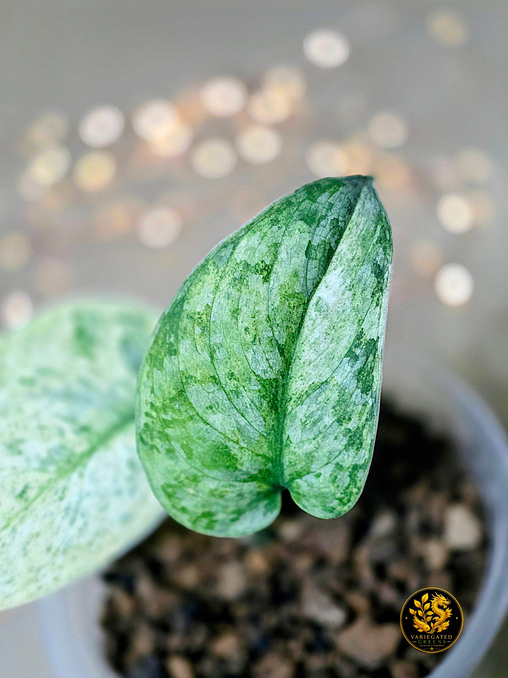 Scindapsus pictus Halimoon - "Unfolding Silver"