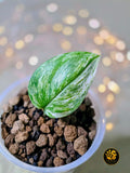 Scindapsus treubii Pseudo-Tricolor - "Verdant Cadence"