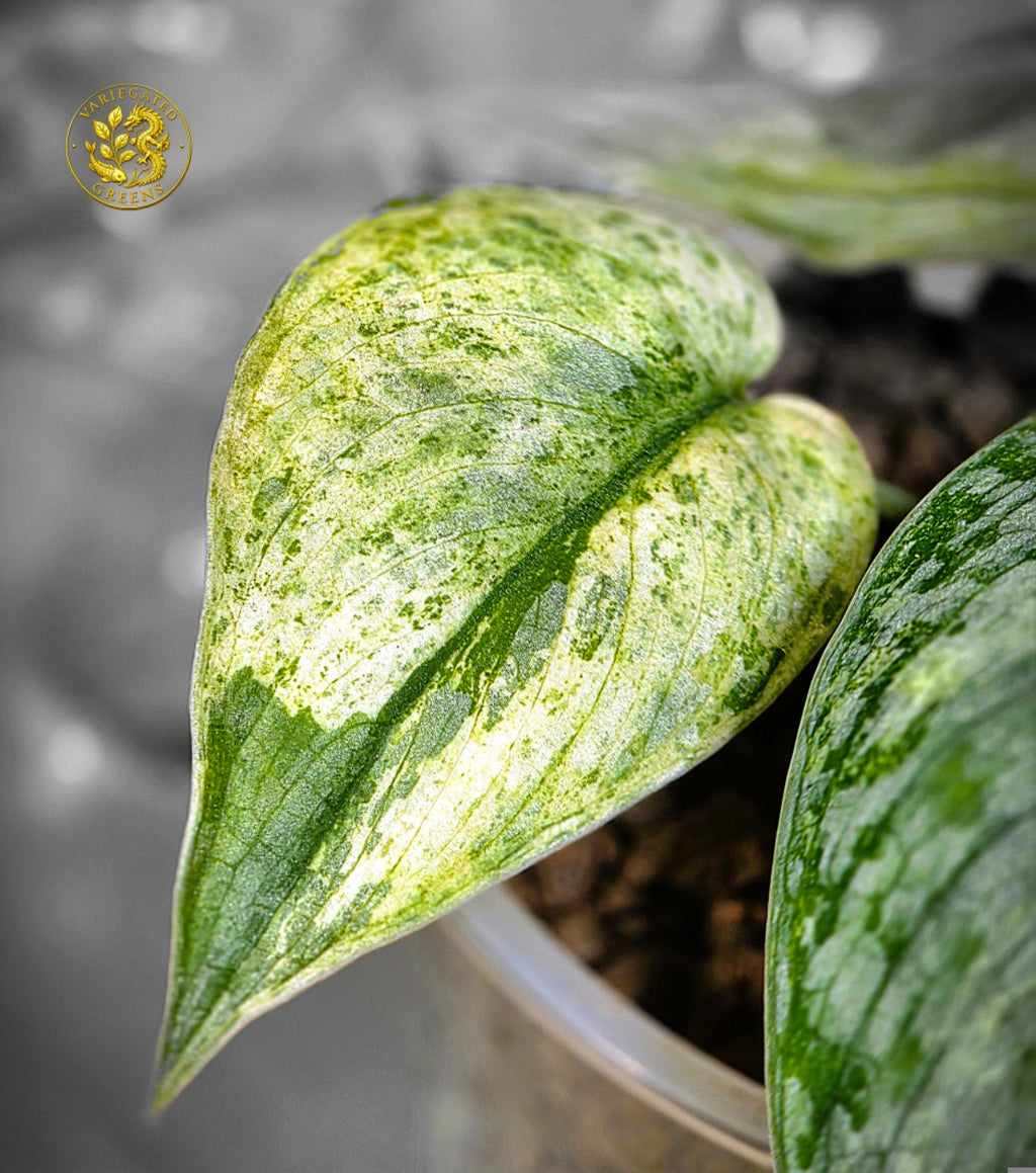 Scindapsus pictus Halimoon - "Intricate Mosaic"