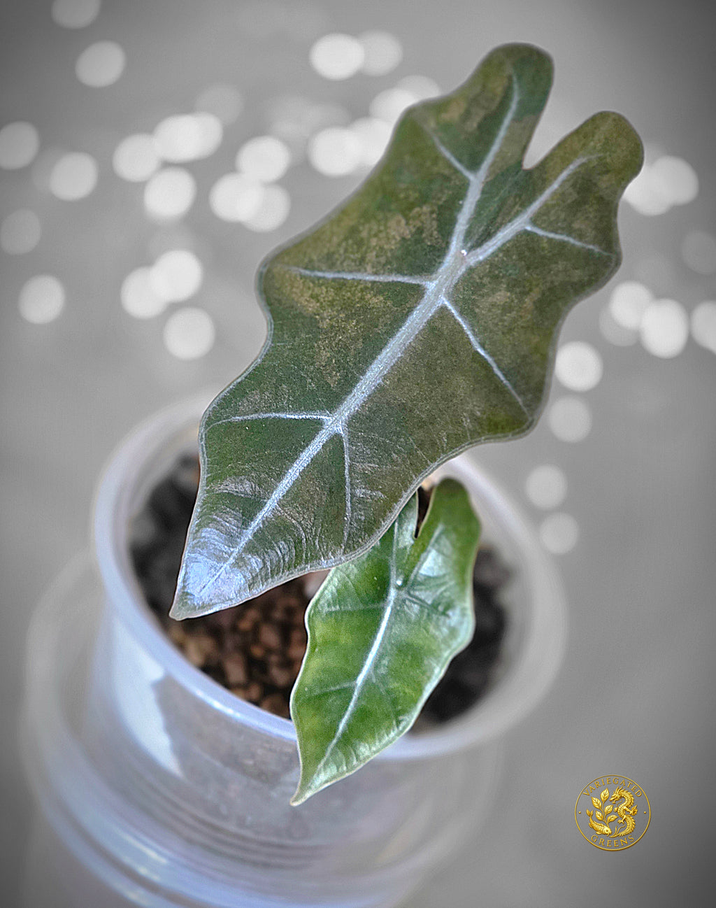 Alocasia pseudosanderiana - "Bronzed Cartography"