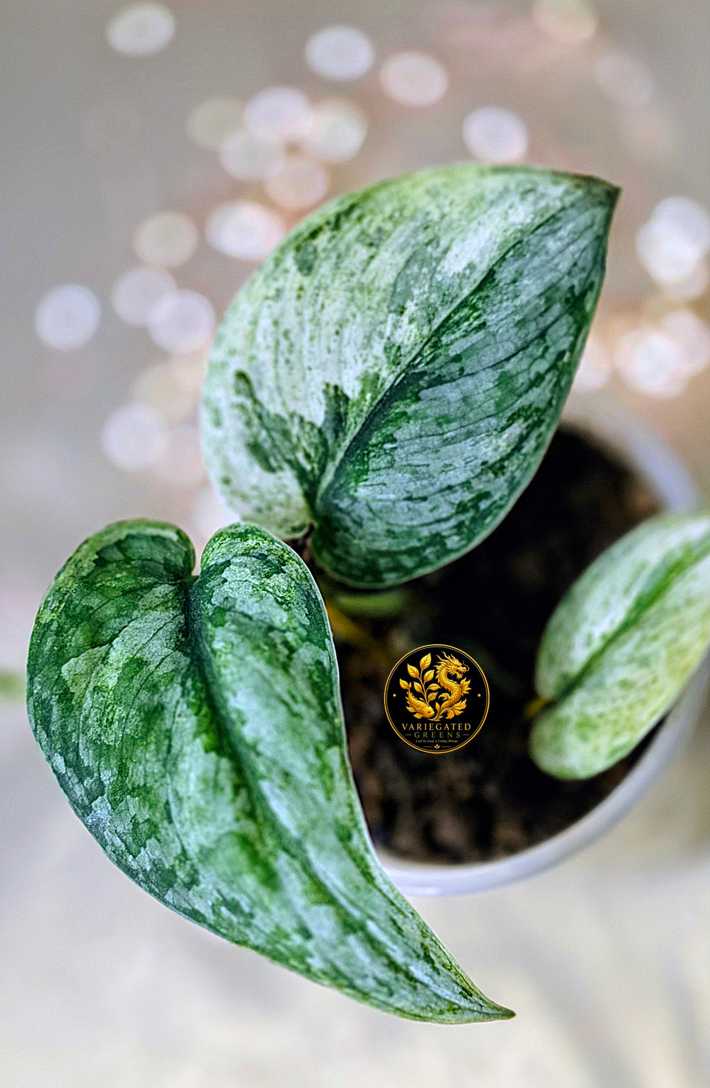 Scindapsus pictus Halimoon - "Intricate Mosaic"