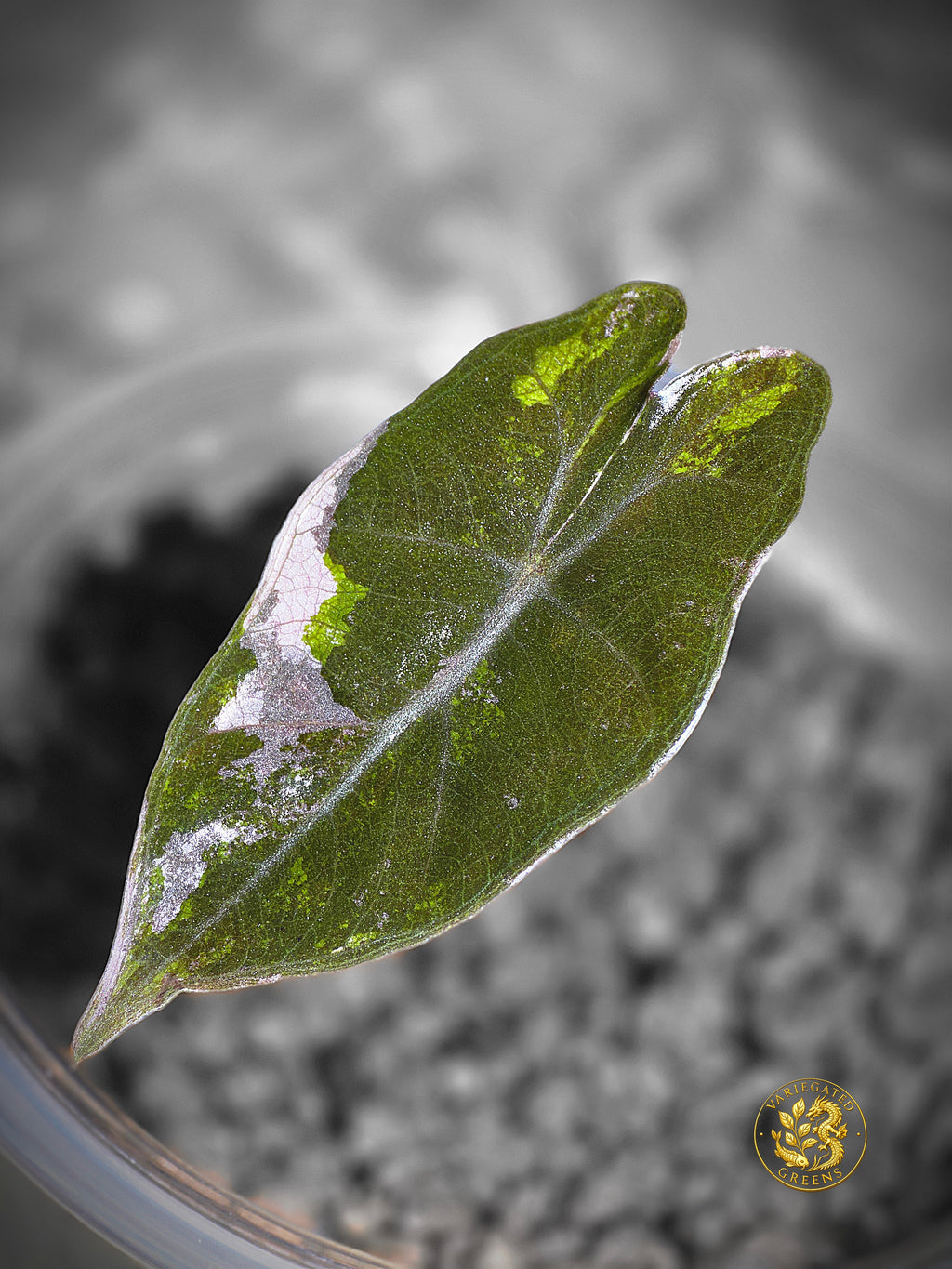 Alocasia Pseudosanderiana - "Lavender Fault"