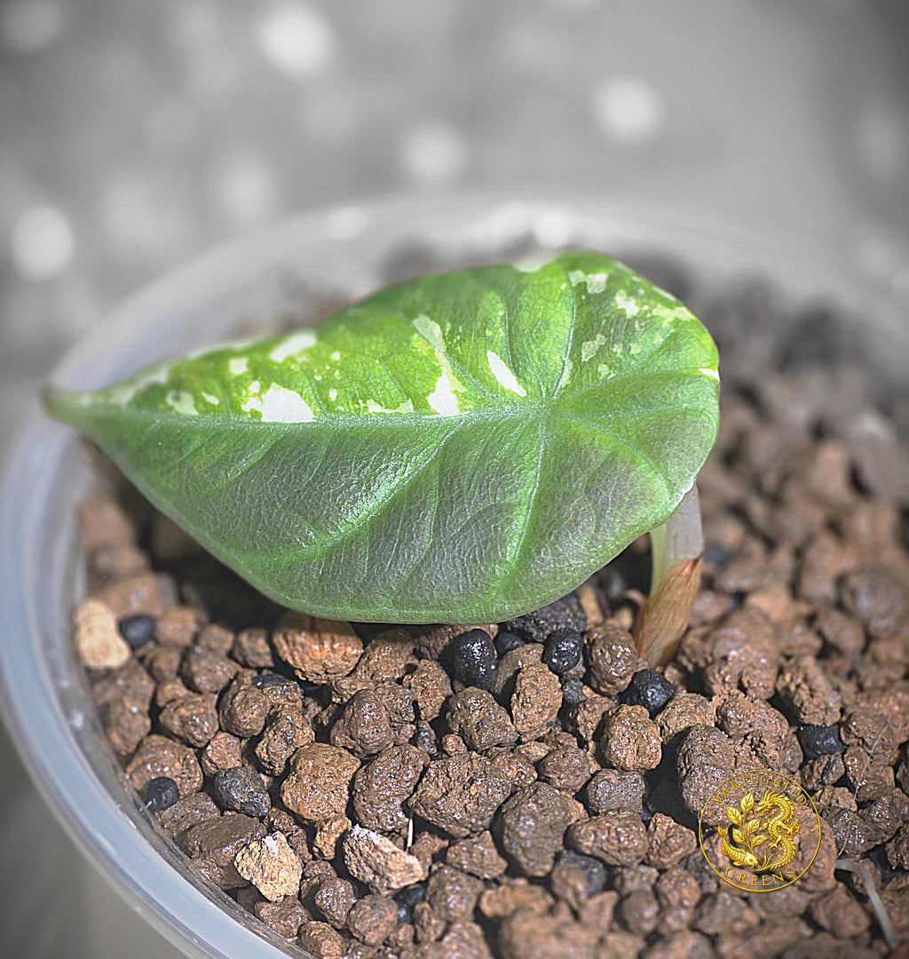 Alocasia Maharani Albo — "Broken Light"