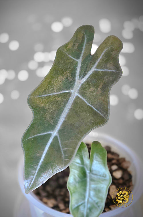 Alocasia pseudosanderiana - "Bronzed Cartography"