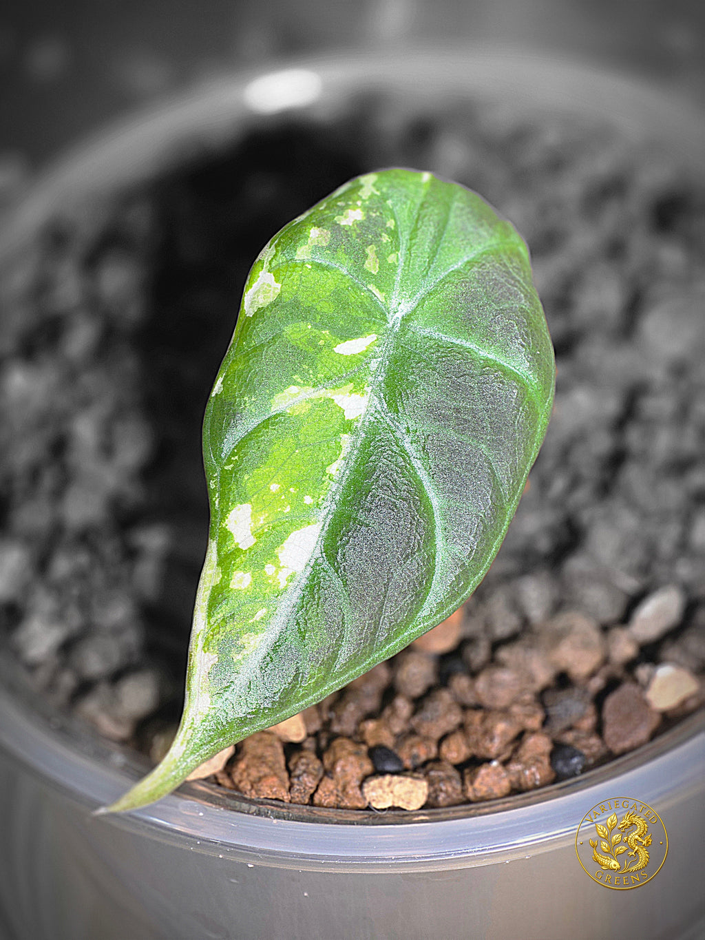 Alocasia Maharani Albo — "Broken Light"