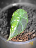 Alocasia Maharani Albo — "Broken Light"