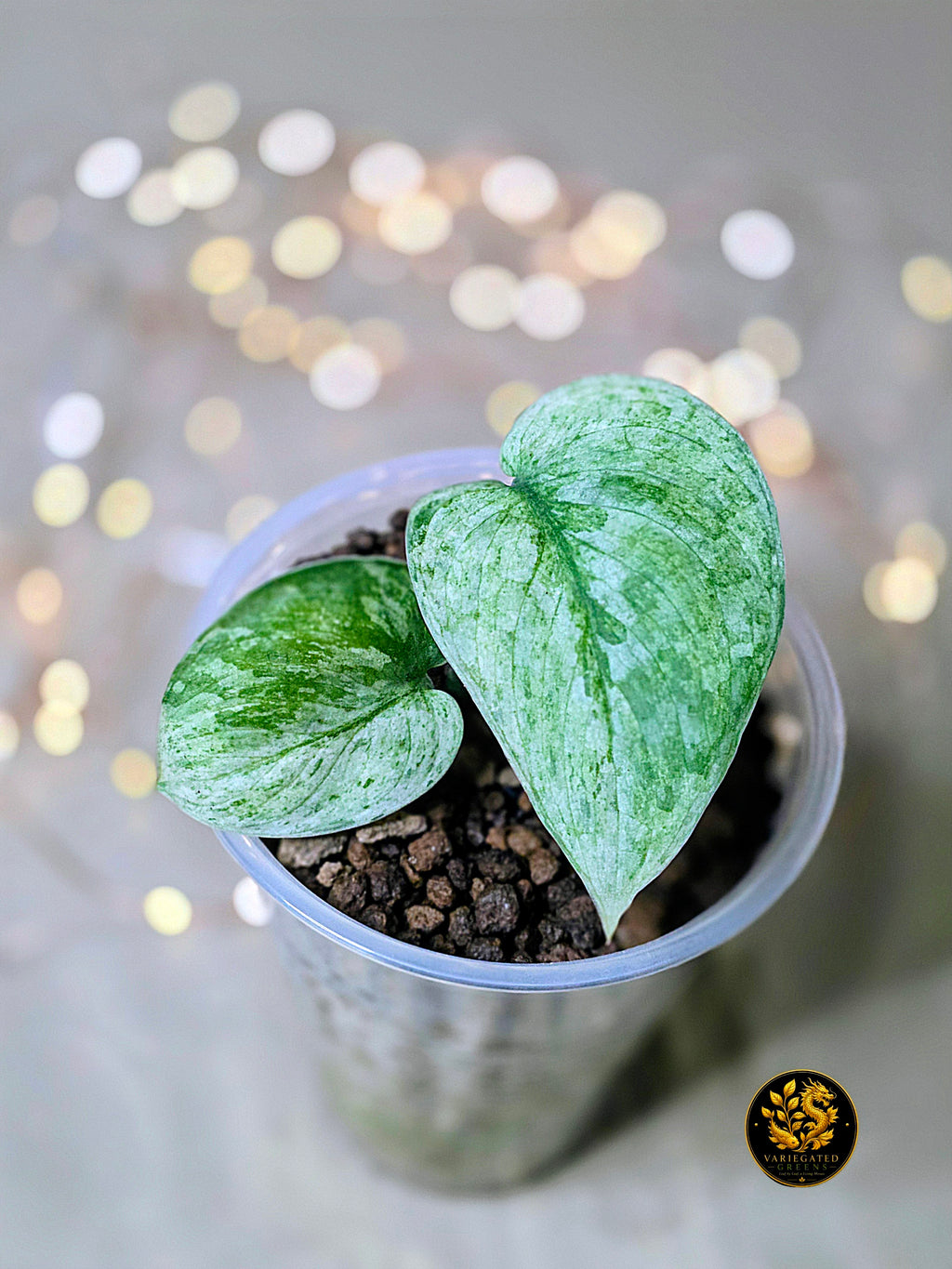 Scindapsus pictus Halimoon - "Silver Sonata"