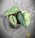 Scindapsus pictus Halimoon - "Intricate Mosaic"