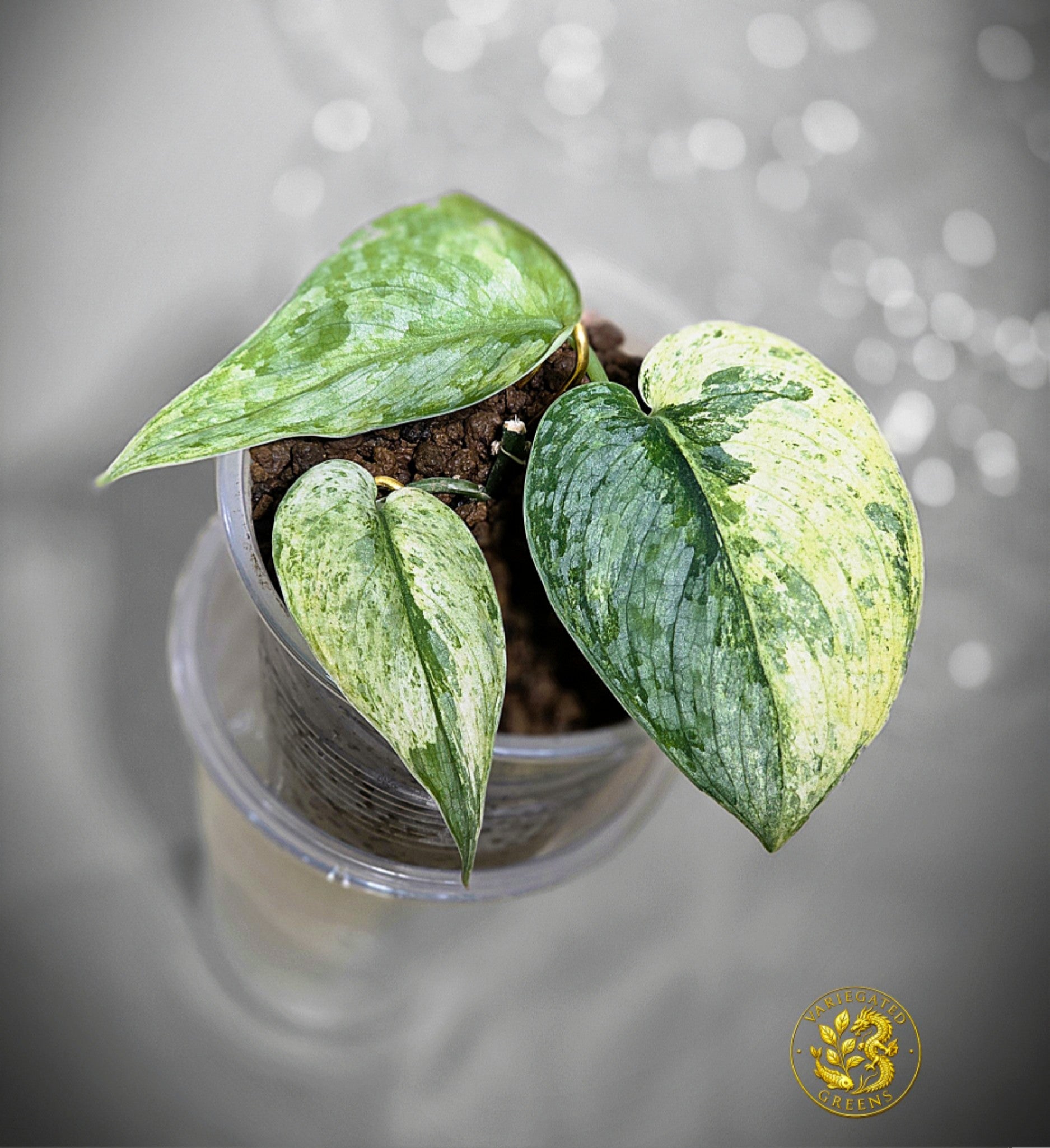 Scindapsus pictus Halimoon - "Intricate Mosaic"