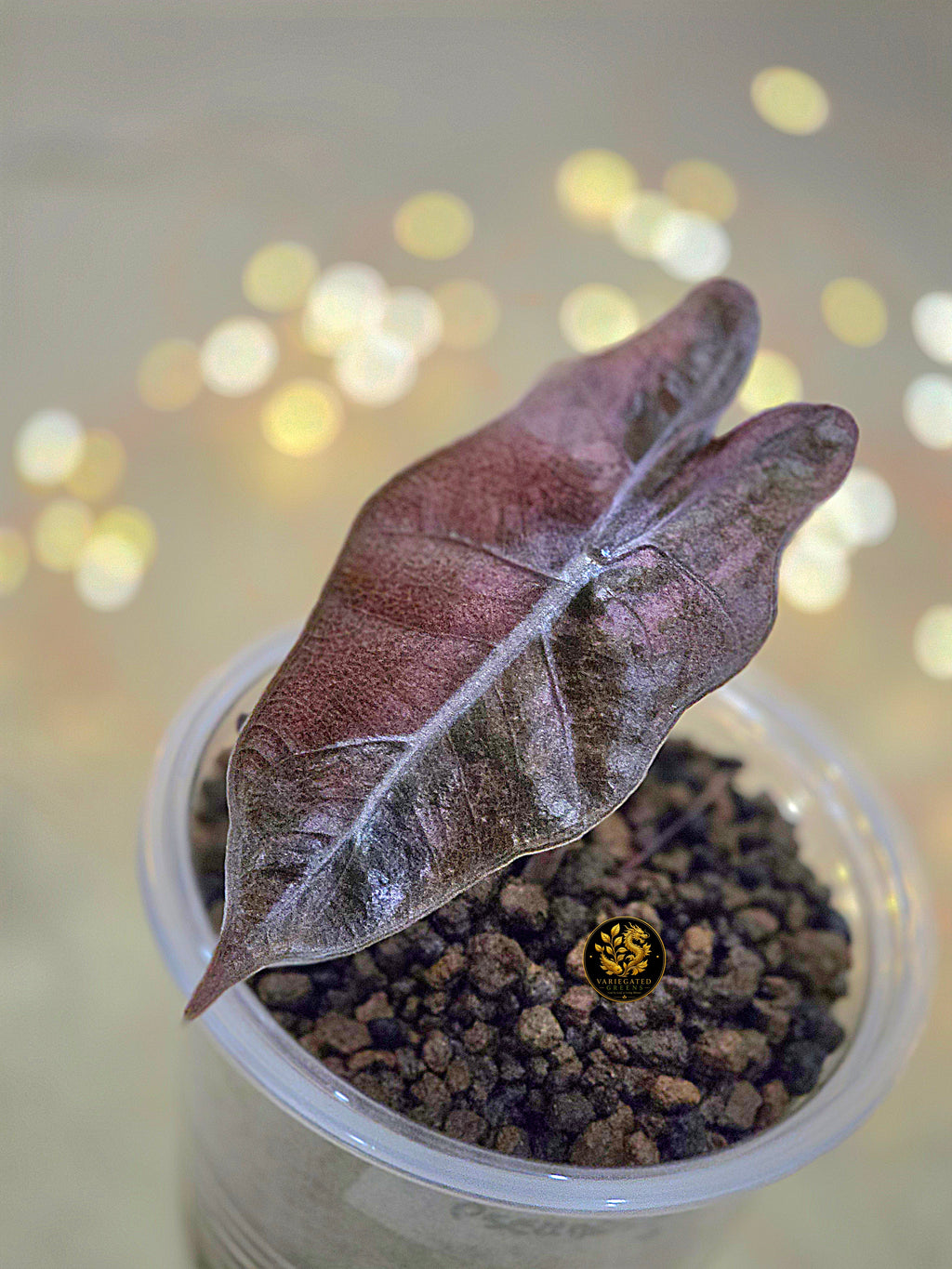Alocasia pseudosanderiana "Mauve Patina"