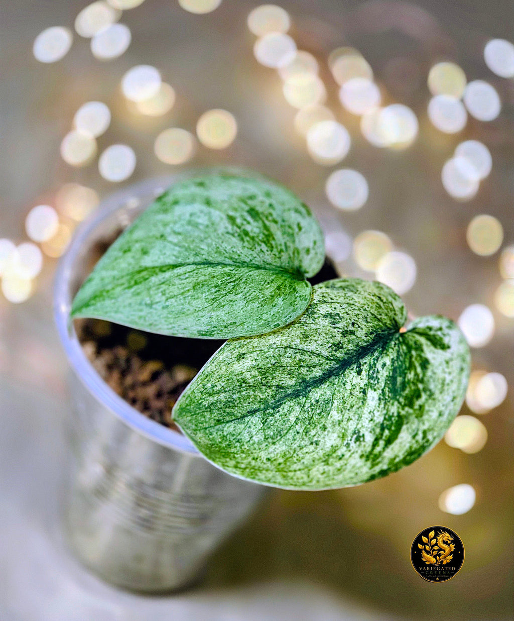 Scindapsus pictus Halimoon - "Illuminated Manuscript"