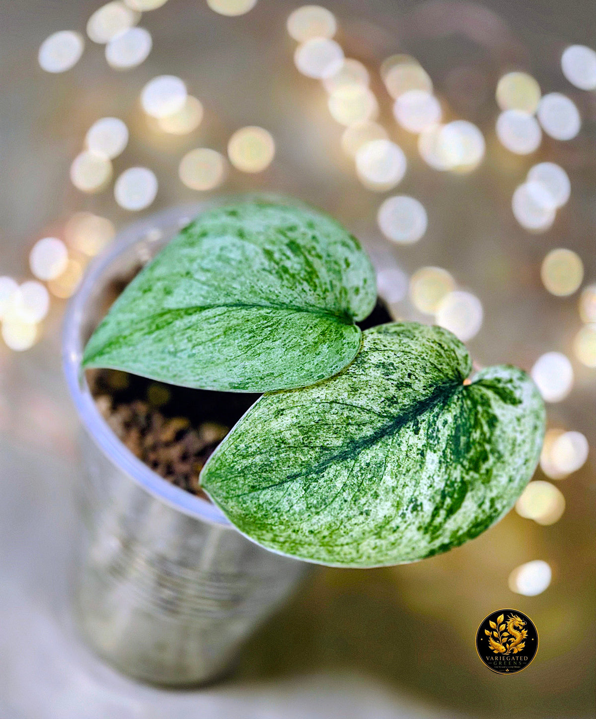 Scindapsus pictus Halimoon - "Illuminated Manuscript"