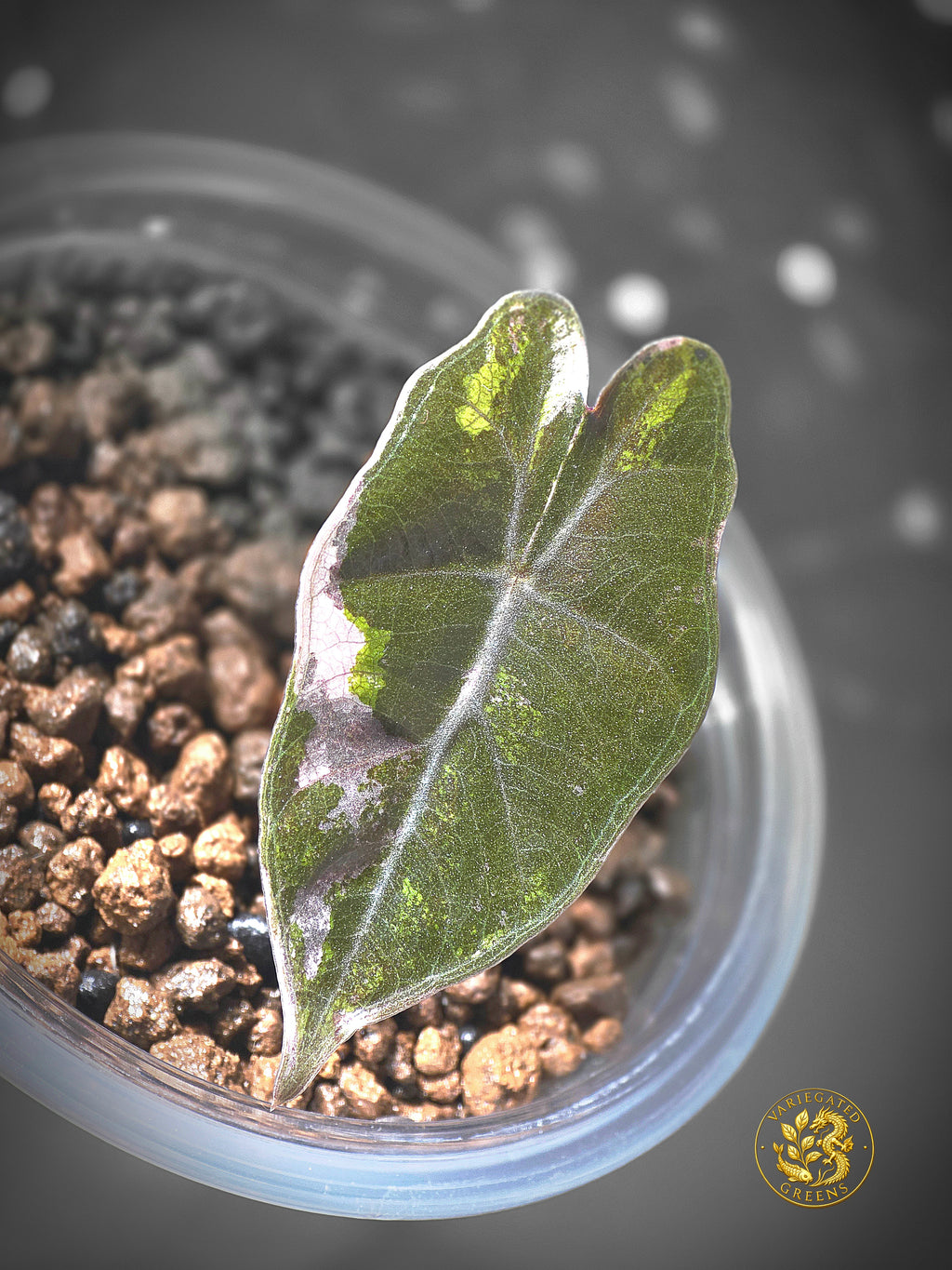 Alocasia Pseudosanderiana - "Lavender Fault"