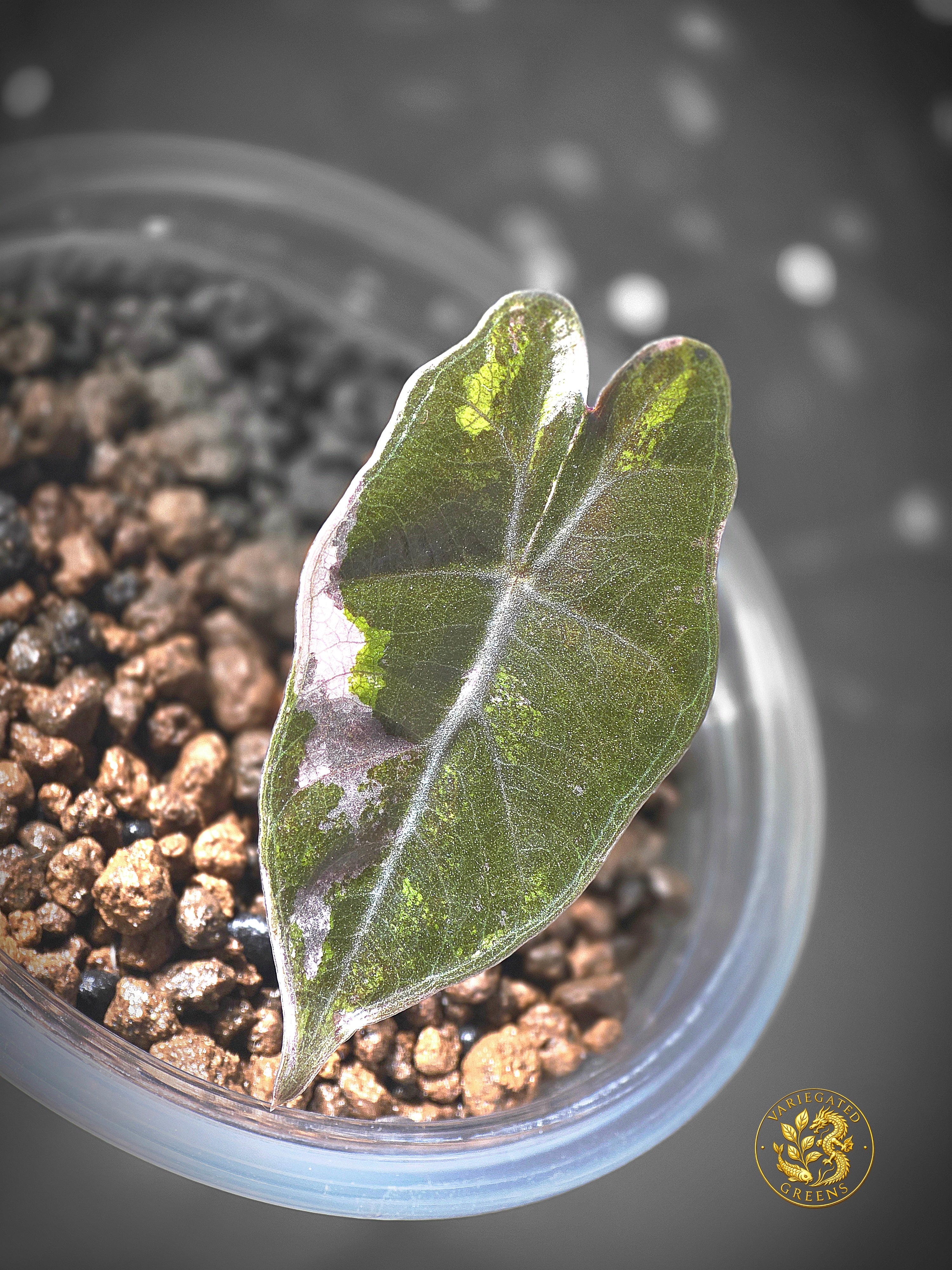Alocasia Pseudosanderiana - "Lavender Fault"