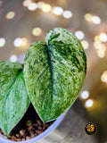 Scindapsus pictus Halimoon - "Illuminated Manuscript"
