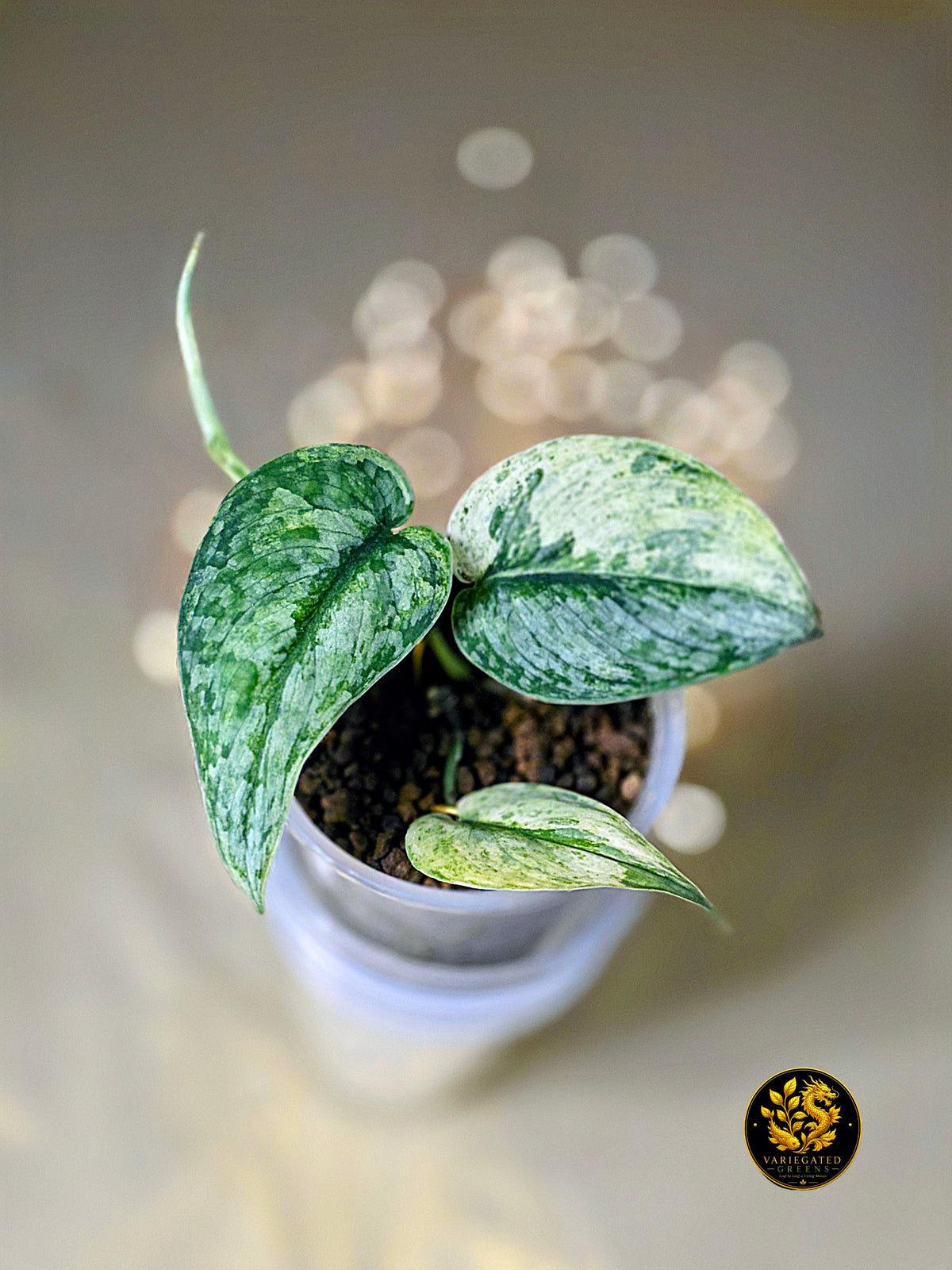 Scindapsus pictus Halimoon - "Intricate Mosaic"