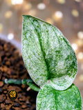 Scindapsus pictus Halimoon - "Reflective Tide"