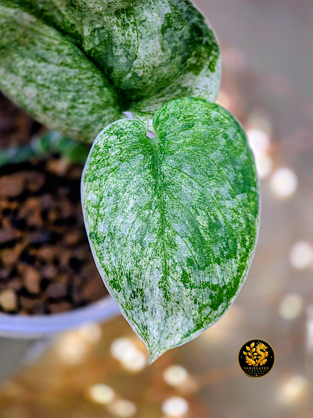 Scindapsus pictus Halimoon - "Reflective Tide"