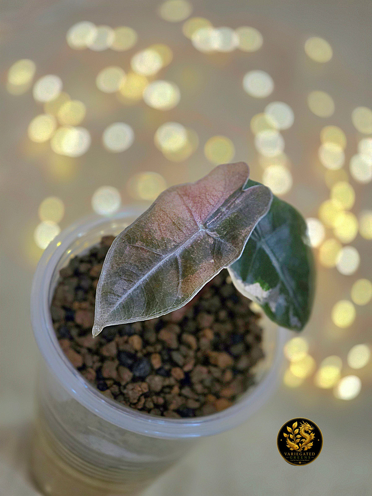 Alocasia pseudosanderiana - "Lavender Fault"
