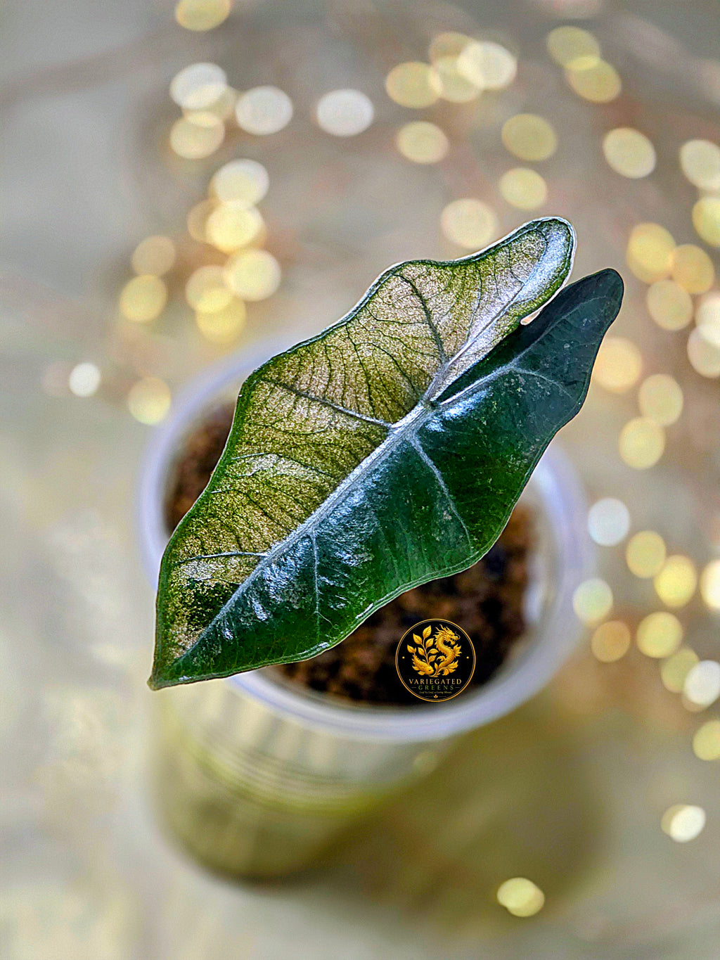 Alocasia pseudosanderiana “Rosewood Divide”