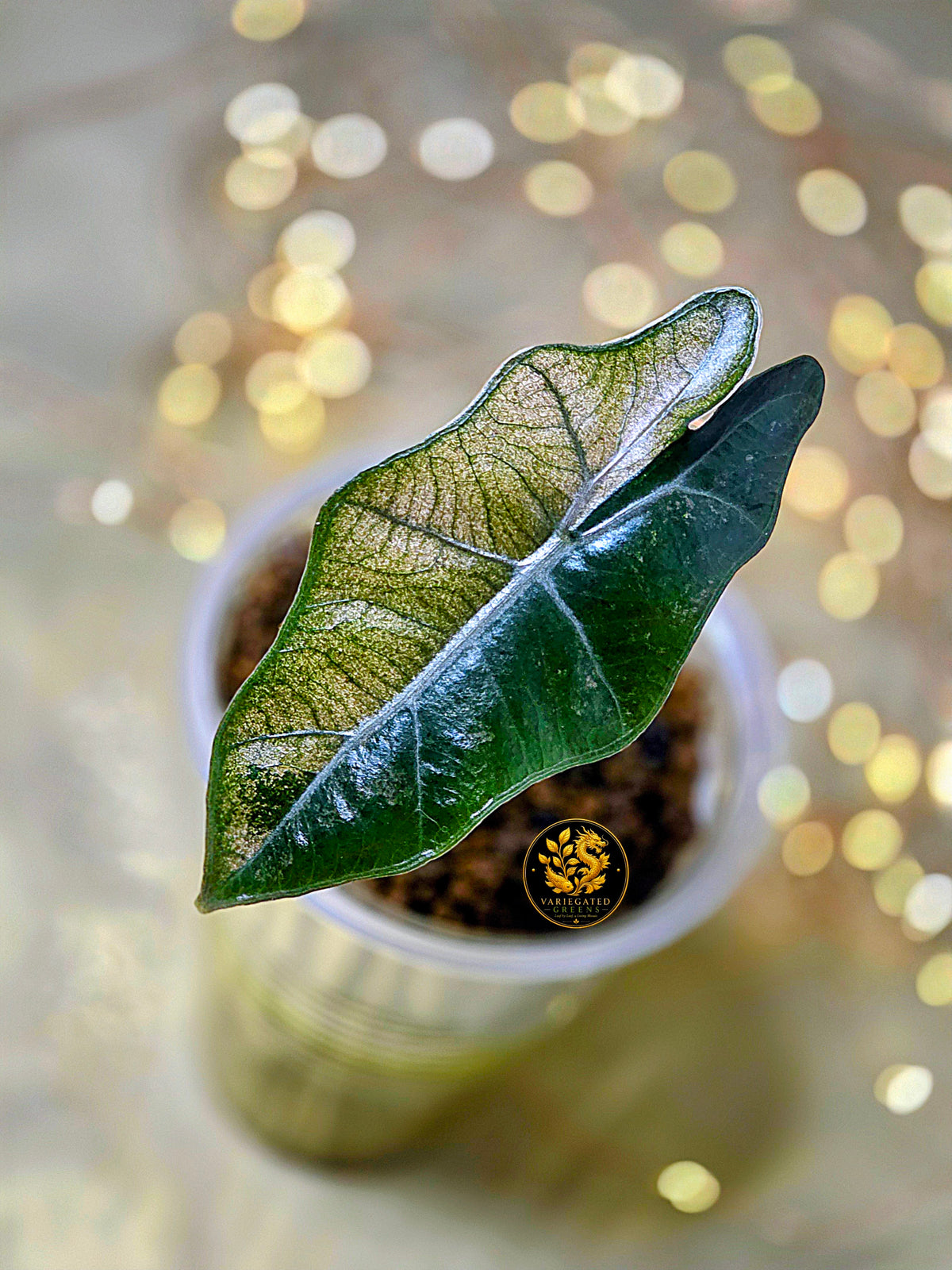 Alocasia pseudosanderiana “Rosewood Divide”